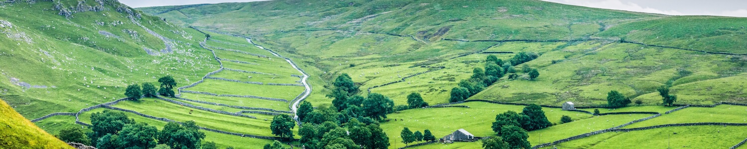 Green grass and trees in Yorkshire